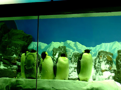 황제팽귄(Emperor penguin) - 샌디에고 씨월드(Seaworld - San diego) [황제팽귄,Emperor penguin,샌디에고,씨월드,수족관,수중생물,테마파크,san diego,seaworld,theme park]