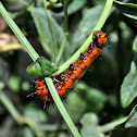 Gulf Fritillary Caterpillar