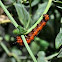 Gulf Fritillary Caterpillar