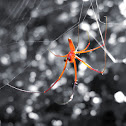 Orange spider