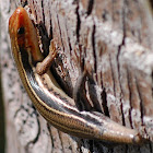 Broad-headed Skink