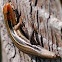 Broad-headed Skink