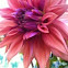Dahlia var. Purple-orange