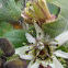 Passiflora biflora