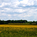 Butterweed