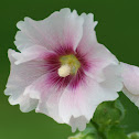 Hollyhocks or Old Fashioned Hollyhocks