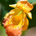 Spotted Jewelweed
