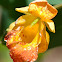 Spotted Jewelweed