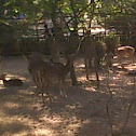 White-tailed Deer