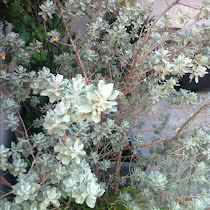 Flora y fauna nativa de Nuevo León