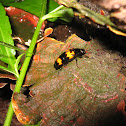 Pleasing Fungus Beetle