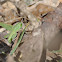 Grasshopper ?