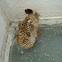 Avispa chiapaneca