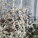 Tumble weed