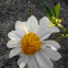 blackfoot daisy