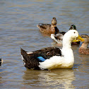 American Black Duck x Jumbo Pekin