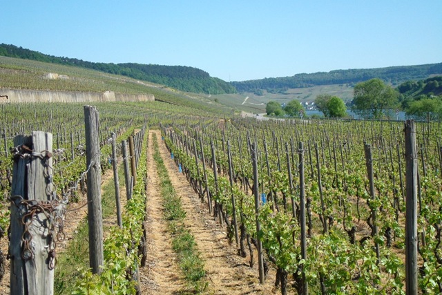 [d - Moselle Valley Vinyards 11[2].jpg]