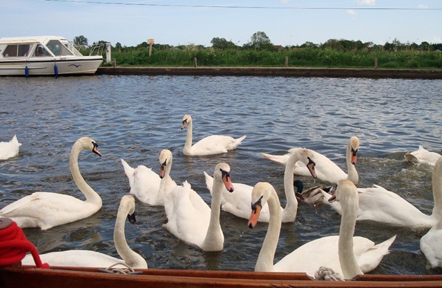 [Broads May 08 51[3].jpg]