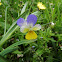 Viola tricolor