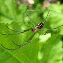 Orchard Orbweaver