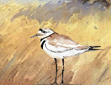 Killdeer Limited Edition Print