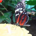 The Tiger Longwing
