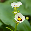 Sagittaria trifolia subsp