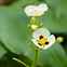 Sagittaria trifolia subsp