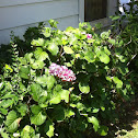 Hydrangea