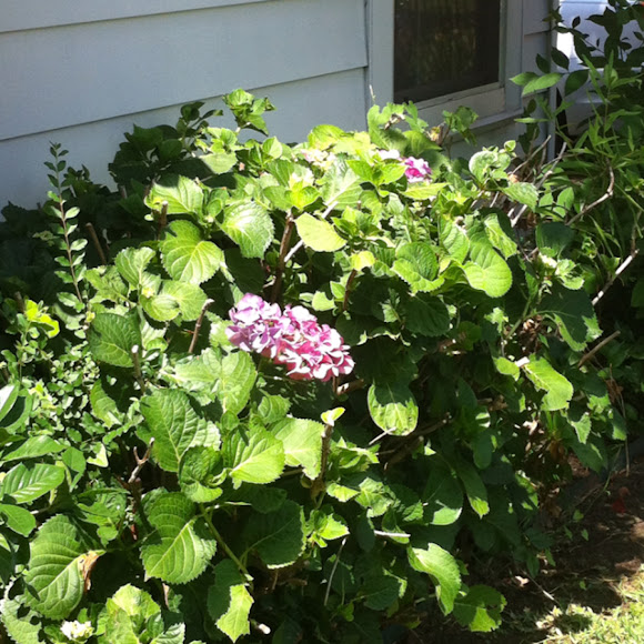 Spotting Image 1