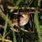 Struikrietzanger (Acrocephalus dumetorum)