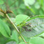 Katydid Nymph