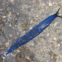 Bielzia coerulans
