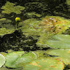 Spatterdock