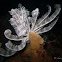 Feather Star