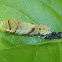 Swallowtail Larvae (Moulting Video)