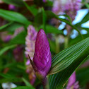 Orquidea Eleanthus