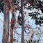 Mono tití de pincel blanco - White-tufted marmoset monkey - Macaco sagüi-de-tufos-brancos