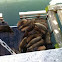 Sea lion