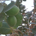apple of sodom