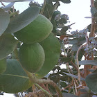 apple of sodom