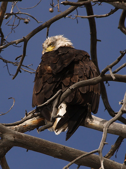 http://lh4.ggpht.com/duane.huguenin/SEJl2VFsFnI/AAAAAAAACmU/lBoJGpw96RM/s640/Yellowstone009.JPG