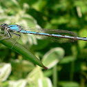 Familiar Bluet