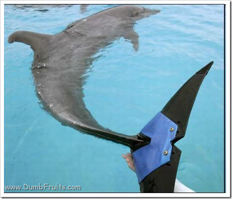 amputated animal dolphin rescued : rare surgery