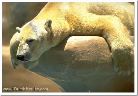 funny polar bears picture : asleep sleepy relax