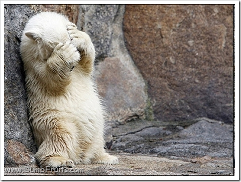 funny polar bears picture : hiding shy hide