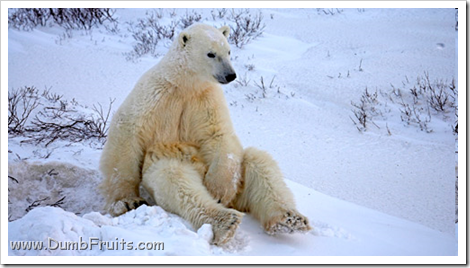 funny polar bears picture : thinking relaxe