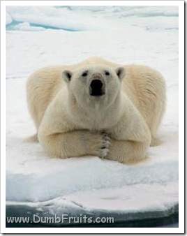 funny polar bears picture : thinking relaxe