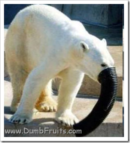 funny polar bears picture : elephant hiding strange animal
