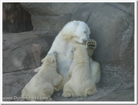 funny polar bears picture : love friendship tickling